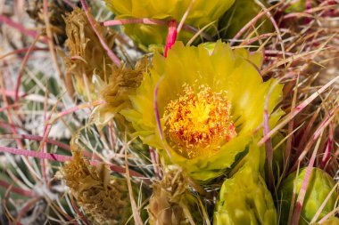 Güzel çiçek vahşi çöl sarı kaktüs çiçek.