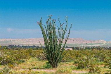 Ocotillo çiçek çiçeklenme.