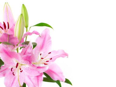 Pembe lilyum demet izole üzerinde beyaz arka plan.