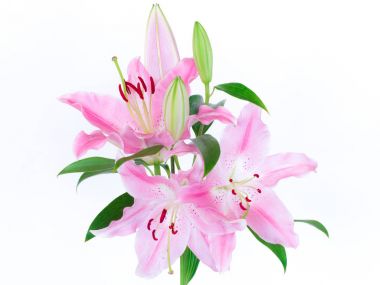Pembe lilyum demet izole üzerinde beyaz arka plan.