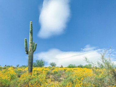 Saguaro Cactus with yellow  wild flowers.  clipart