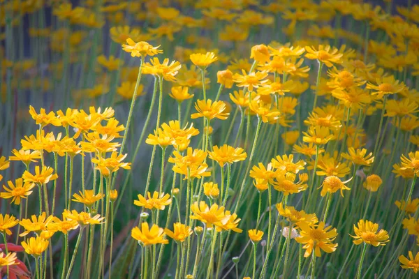 Thymophyllia, gelbe Blüten. — Stockfoto