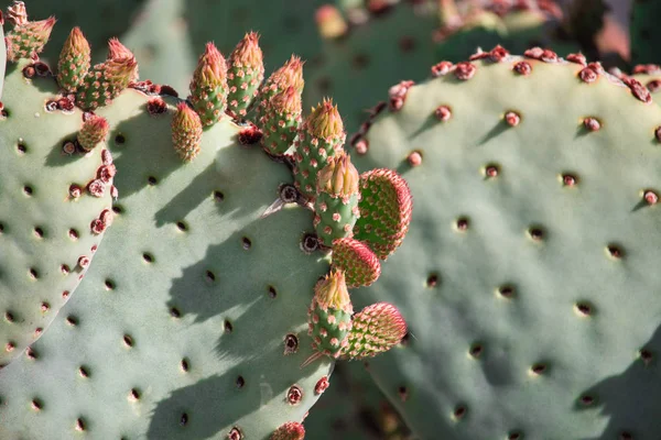Kaktüs tomurcukları yakın çekim.