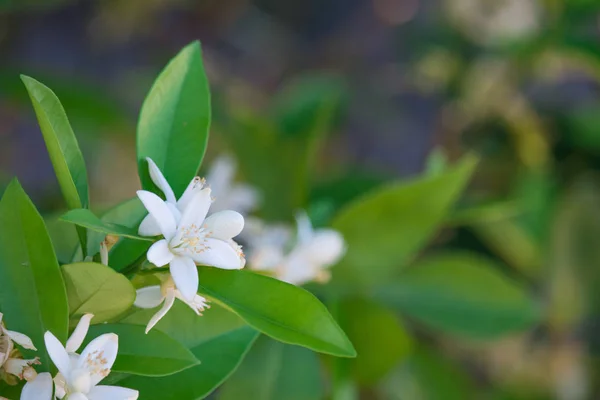 Citrus tree with flowers / lemon tree / citrus blossoms. — Stock Photo, Image