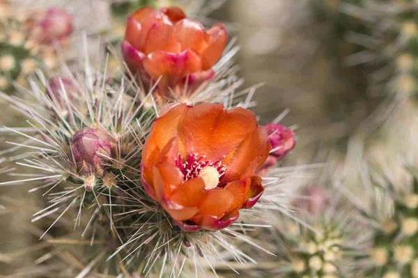 Güzel çiçek vahşi çöl kaktüs çiçek.