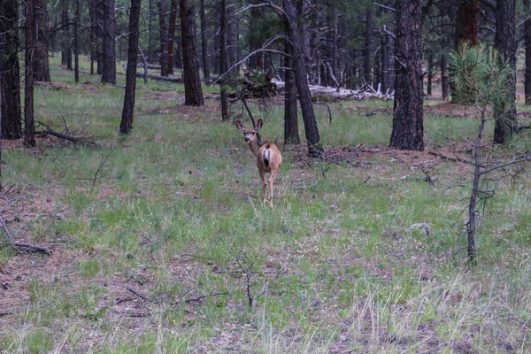 Ciervos rojos en un bosque —  Fotos de Stock