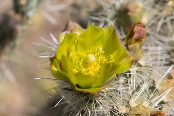 Güzel çiçek vahşi çöl sarı kaktüs çiçek.
