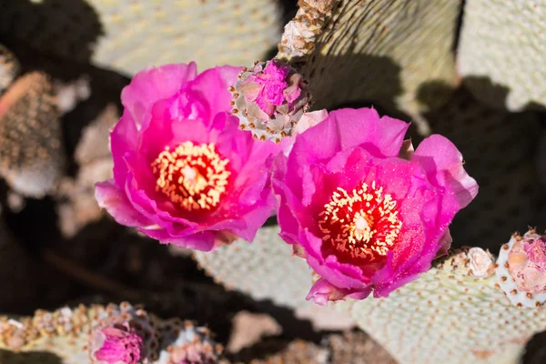 Красивые цветущие пустынные розовые цветы кактуса . — стоковое фото