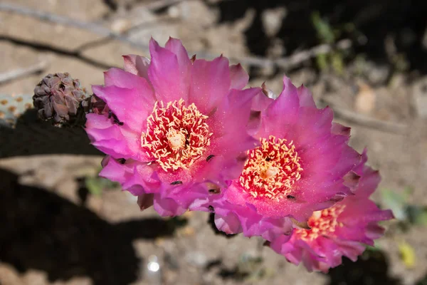 美しい咲く野生の砂漠ピンクのサボテンの花. — ストック写真