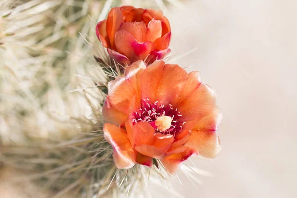 Hermosas flores de cactus del desierto salvaje en flor . — Foto de Stock