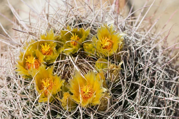 Bela flor selvagem deserto amarelo cacto flores . — Fotografia de Stock