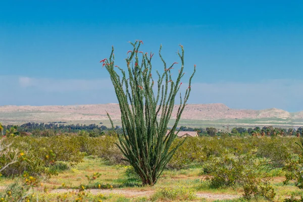 Ocotillo çiçek çiçeklenme.
