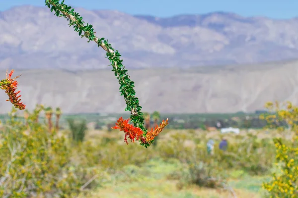 Ocotillo flowers blooming. — Stock Photo, Image