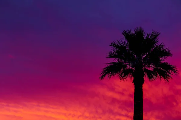 Dramatic sunset and sunrise sky with palm silhouette. — Stock Photo, Image