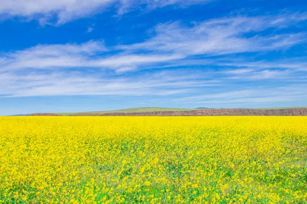 Campo de flores amarillo salvaje y cielo azul . —  Fotos de Stock