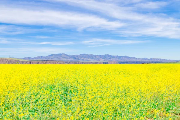 Wild yellow flower field and blue sky. — Stock Photo, Image
