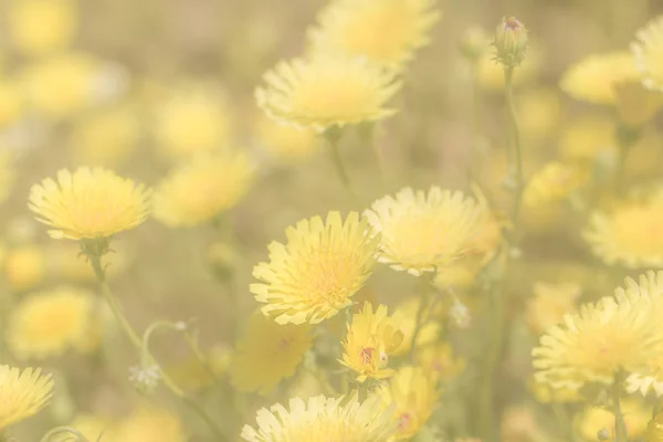 Gelbe blühende Blumen im Frühling, — Stockfoto