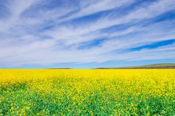 Wildes gelbes Blumenfeld und blauer Himmel. — Stockfoto