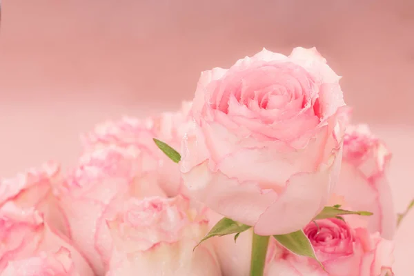 Κοντινό πλάνο του ροζ τριαντάφυλλα και σταγόνες νερού. — Φωτογραφία Αρχείου