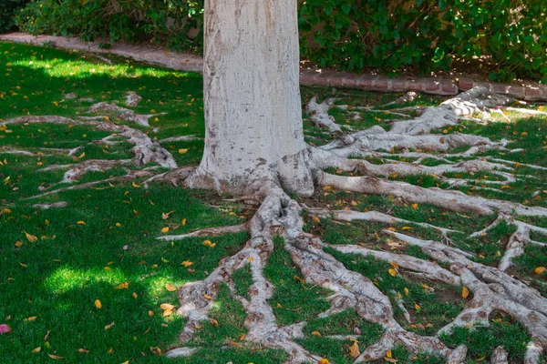 Les racines de l'arbre émergent . — Photo