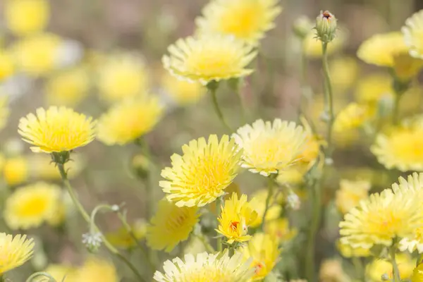 Gelbe Wildblumen auf einem Feld. — Stockfoto