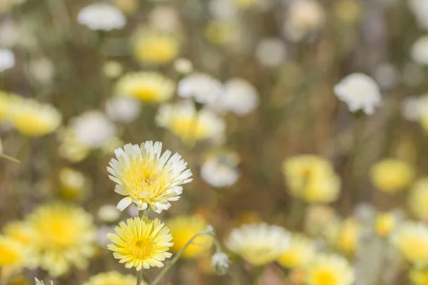 Gelbe Wildblumen auf einem Feld. — Stockfoto