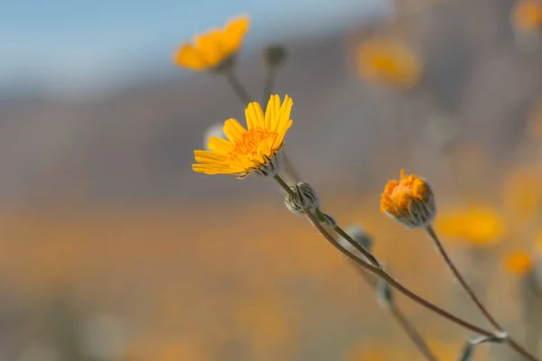 Gelbe Wildblumen auf einem Feld. — Stockfoto