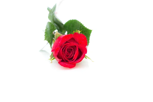 Zblízka červené růže. — Stock fotografie
