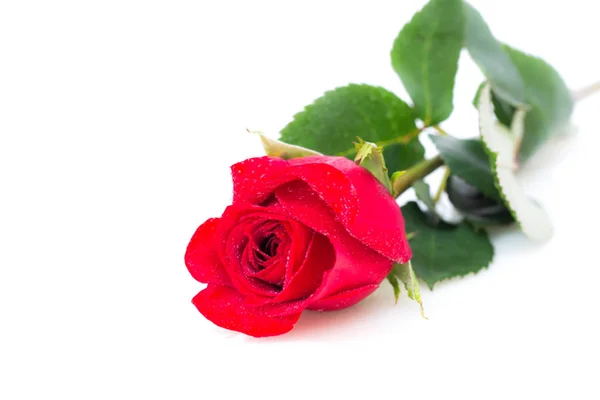 Close up of red roses. — Stock Photo, Image