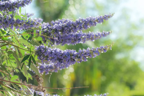 Mor vitex ağaçlar.