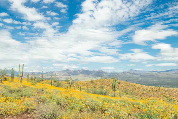 Saguaro Cacto com flores silvestres amarelas . — Fotografia de Stock