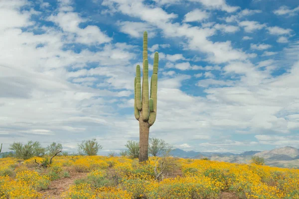 Saguaro Cactus with yellow  wild flowers. — Stock Photo, Image