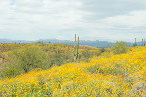 Saguaro Cacto com flores silvestres amarelas . — Fotografia de Stock