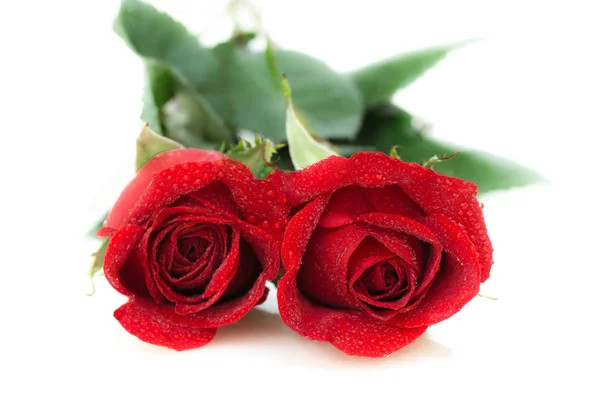 Close up of red roses. — Stock Photo, Image