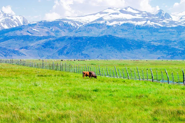 Paisaje idílico de verano con pastoreo de vacas . —  Fotos de Stock