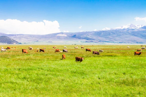 Idylické letní krajina s krávy pasoucí. — Stock fotografie
