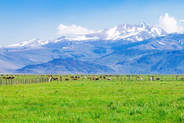 Paisaje idílico de verano con pastoreo de vacas . —  Fotos de Stock