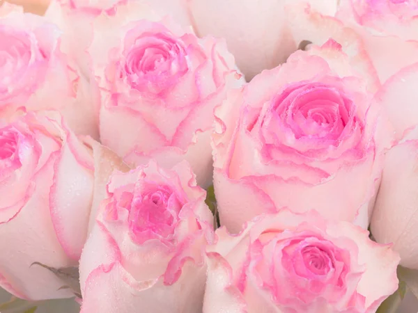 Detailní záběr z růžových růží a kapky vody. — Stock fotografie