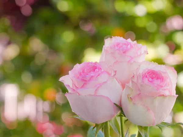 Κοντινό πλάνο του ροζ τριαντάφυλλα και σταγόνες νερού. — Φωτογραφία Αρχείου
