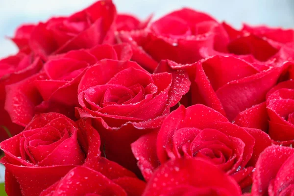 Close up de rosas vermelhas e gotas de água. — Fotografia de Stock