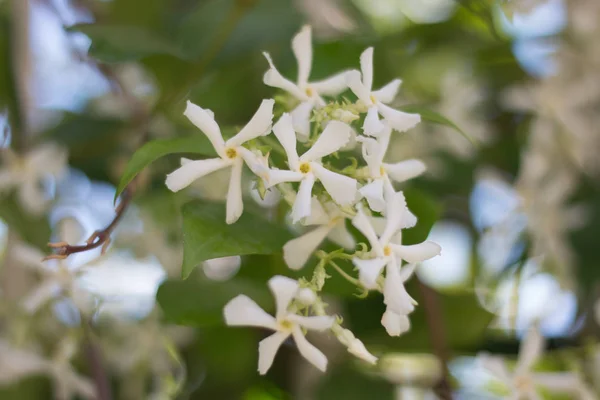 枝のジャスミンの花. — ストック写真