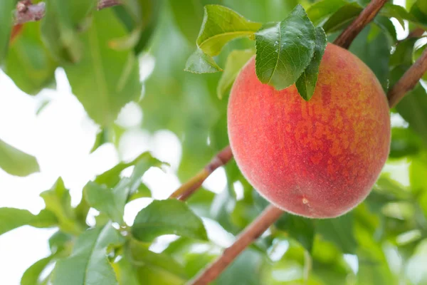 Sweet peach fruits growing. — Stock Photo, Image