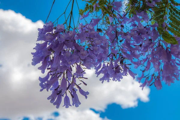 Jacaranda květiny v modré obloze. — Stock fotografie