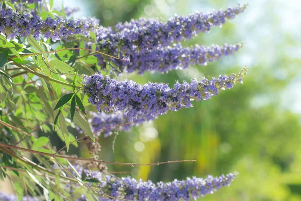 Violette Vitex-Bäume. — Stockfoto