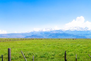 İnek otlatma ile pastoral yaz manzara.