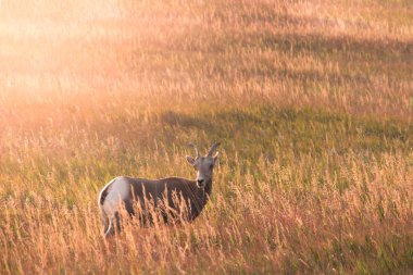 Büyük Horn koyun deadow standları