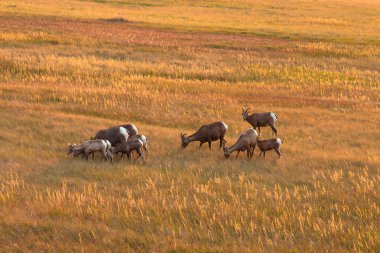 Zor ofbig korna koyun. 