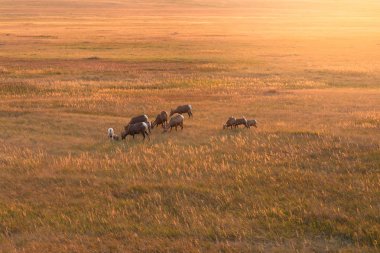 Zor ofbig korna koyun. 