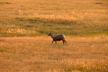 Büyük Horn koyun deadow içinde yürüyor. 