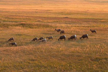 Zor ofbig korna koyun. 